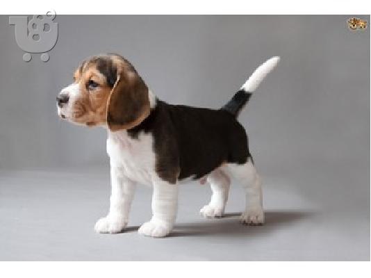 PoulaTo: beagle puppiesSale